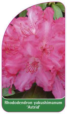 Rhododendron yakushimanum 'Astrid' (1)