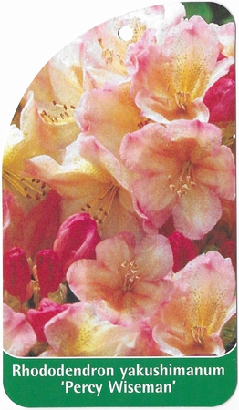 Rhododendron yakushimanum 'Percy Wiseman' (1)