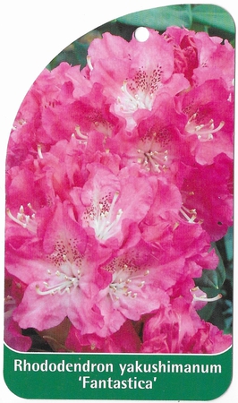 Rhododendron yakushimanum 'Fantastica' (1)