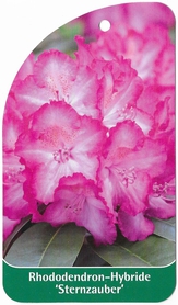 Rhododendro- Hybride 'Sternzauber'