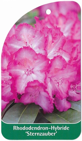 Rhododendro- Hybride 'Sternzauber' (1)