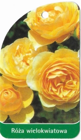 Róża wielokwiatowa 264 (mini)
