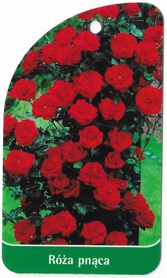 Róża pnąca 318 (mini)