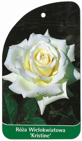 Róża Wielokwiatowa 'Kristine'