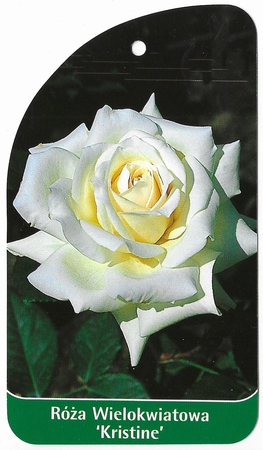Róża Wielokwiatowa 'Kristine' (1)