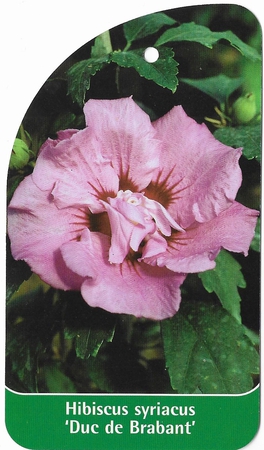 Hibiscus syriacus 'Due de Brabant' (1)