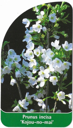 Prunus incisa 'Kojou-no-mai' (1)