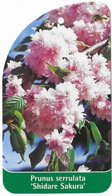 Prunus serrulata 'Shidare Sakura'