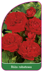 Róża rabatowa 111 (mini)