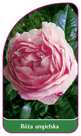 Róża angielska 503 (mini)