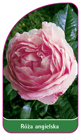 Róża angielska 503 (mini) (1)