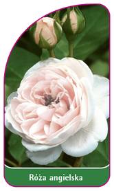 Róża angielska 504 (mini)