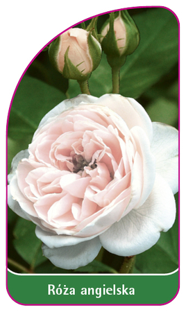 Róża angielska 504 (mini) (1)