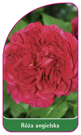 Róża angielska 506 (mini)