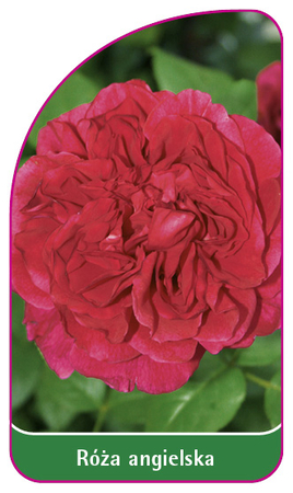 Róża angielska 506 (mini) (1)
