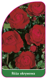 Róża okrywowa 309 B (mini)