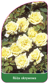 Róża okrywowa żółta  (mini)