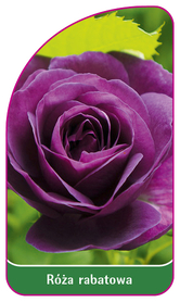Róża rabatowa 112 (mini)