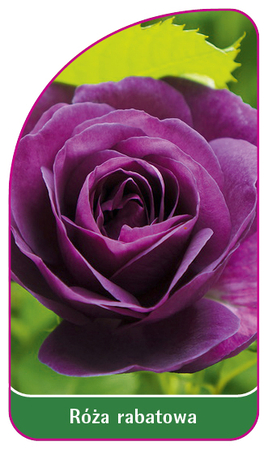 Róża rabatowa 112 (mini) (1)