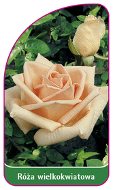 Róża wielkokwiatowa 214 (mini)