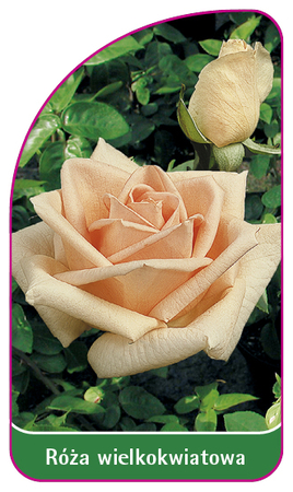 Róża wielkokwiatowa 214 (mini) (1)