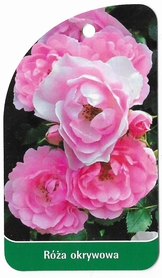 Róża okrywowa 41 (mini)