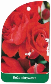 Róża okrywowa 294 (mini)