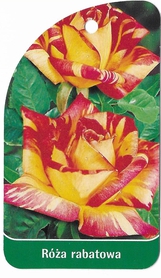 Róża rabatowa 207 (mini)