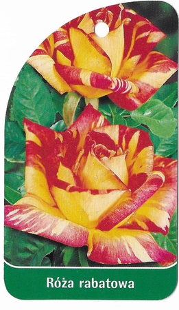 Róża rabatowa 207 (mini) (1)