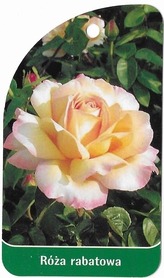 Róża rabatowa 213 (mini)