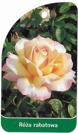 Róża rabatowa 213 (mini) (1)