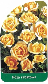 Róża rabatowa 262 (mini)