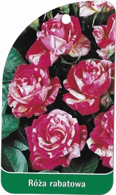 Róża rabatowa 226 (mini)
