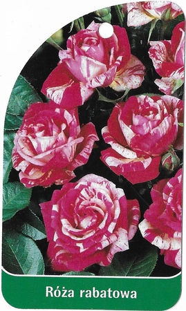 Róża rabatowa 226 (mini) (1)